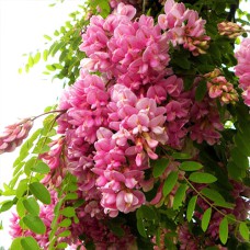 Саджанці акації на штамбі Каскве Роуж (привитий) - 2-річний