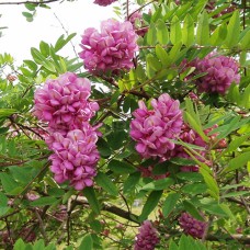 Саджанці акації на штамбі Рожева (привитий) - 2-річний