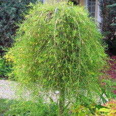 Саджанці карагани на штамбі Пендула (привитий) - 2-річний