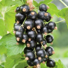 Саджанці смородини на штамбі Фараон (привитий) - 2-річний