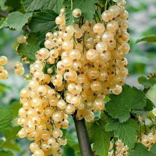 Саджанці смородини на штамбі Імператорська (привитий) - 2-річний Саджанці смородини на штамбі Імператорська (привитий) - 2-річний