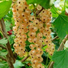 Саджанці смородини на штамбі Сніжана (привитий) - 2-річний Саджанці смородини на штамбі Сніжана (привитий) - 2-річний