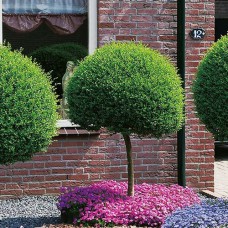 Саджанці вишні на штамбі Кулеподібна (привитий) - 2-річний