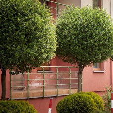 Саджанці вишні на штамбі Умбракуліфера (привитий) - 2-річний