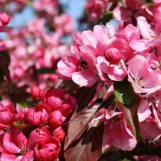 Саджанці яблуні на штамбі Маковецького (привитий) - 1-річний