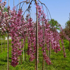 Саджанці яблуні на штамбі Роял Б'юті (привитий) - 2-річний