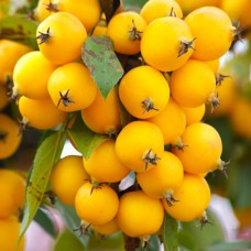 Саджанці яблуні на штамбі Жовте райське яблучко (привитий) - 2-річний