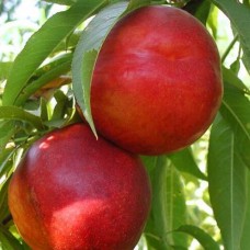 Саджанці колоновидного нектарину на штамбі (привитий) - 2-річний