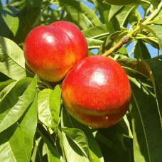 Саджанці колоновидного нектарину на штамбі Фантазія (привитий) - 2-річний