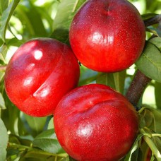 Саджанці колоновидного нектарину на штамбі Містер Персі (привитий) - 2-річний