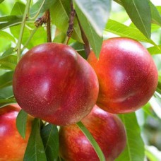 Саджанці колоновидного нектарину на штамбі Роман (привитий) - 2-річний