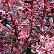 Саджанці барбариса Арлекін (черенкований) - 1-річний