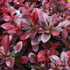 Саджанці барбариса Атропурпуреа (черенкований) - 1-річний