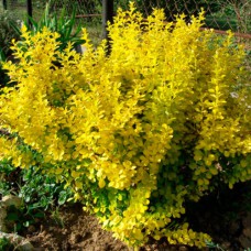 Саджанці барбариса Ауреа (черенкований) - 1-річний