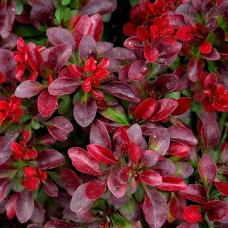 Саджанці барбариса Багатель (черенкований) - 1-річний