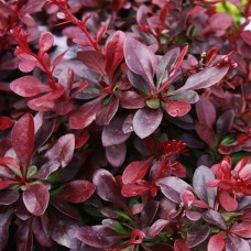 Саджанці Барбариса (червонолистий) (черенкований) - 1-річний