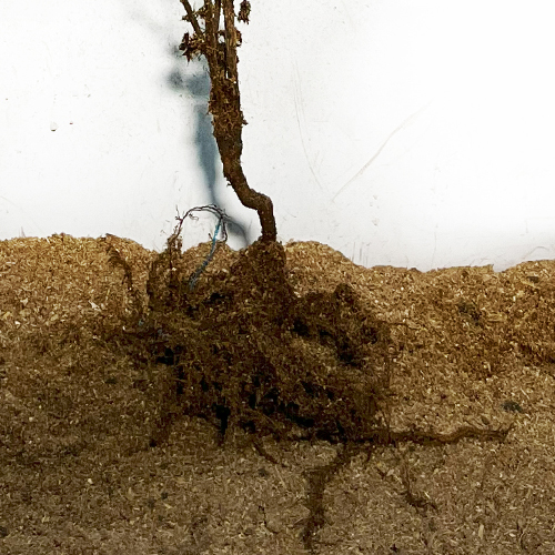 Саджанці Барбариса (червонолистий) (черенкований) - 1-річний