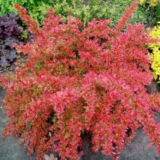 Саджанці барбариса Дрібниця (черенкований) - 1-річний