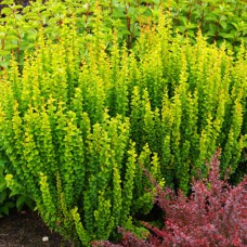 Саджанці барбариса Еректа (черенкований) - 1-річний