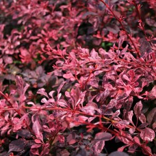 Саджанці барбариса Натхнення (черенкований) - 1-річний