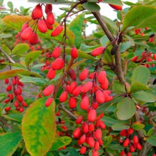 Саджанці барбариса Їстівний Зеленолистий (черенкований) - 1-річний