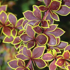 Саджанці барбариса Короніта (черенкований) - 1-річний