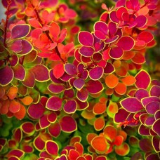 Саджанці барбариса Оранж Санрайз (черенкований) - 1-річний