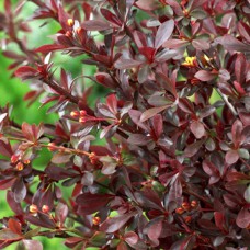 Саджанці барбариса Тунбергія (черенкований) - 1-річний