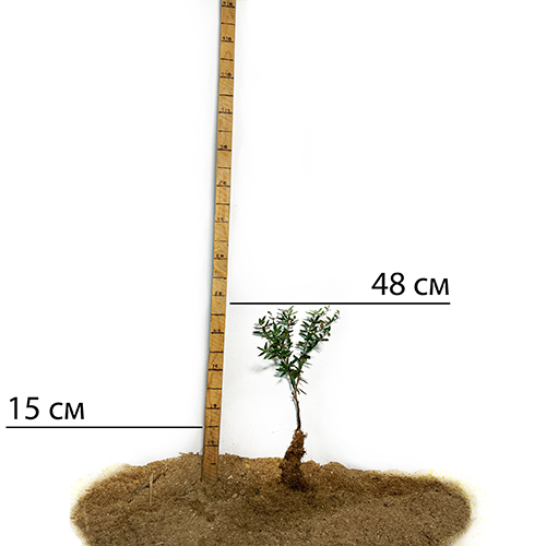 Саджанці Барбариса (вічнозелений) (черенкований) - 1-річний