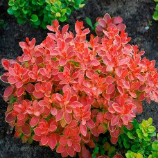 Саджанці барбариса Захоплення (черенкований) - 1-річний