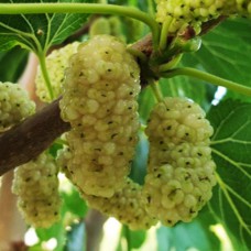 Саджанці декоративної шовковиці Біла Глобозум (привитий) - 2-річний