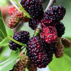 Саджанці декоративної шовковиці Глобозум (привитий) - 2-річний