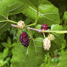 Саджанці декоративної шовковиці Колоновидна (привитий) - 1-річний
