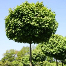 Саджанці декоративної шовковиці Куляста (привитий) - 2-річний