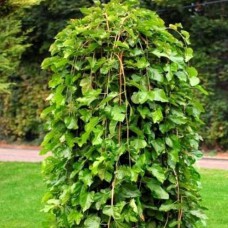 Саджанці декоративної шовковиці Пендула (привитий) - 2-річний