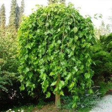 Саджанці декоративної шовковиці Плакуча (привитий) - 2-річний