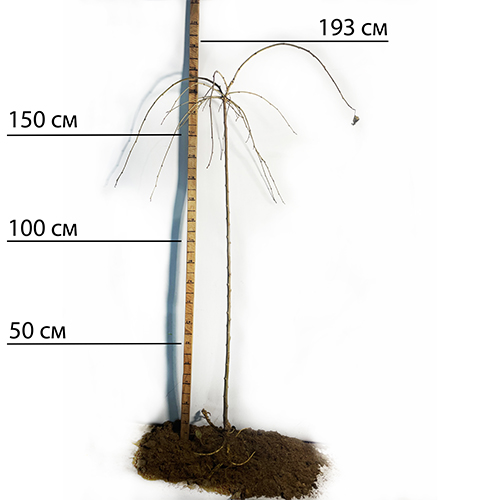 Саженцы плакучей шелковицы на штамбе Шепот Ветра (привитый) - 3-летний
