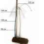 Саженцы плакучей шелковицы на штамбе Шепот Ветра (привитый) - 3-летний