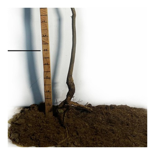 Саджанці бігнонієподібної катальпи Нана - 2-річний