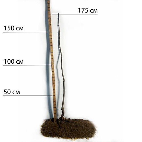 Саджанці бігнонієподібної катальпи Нана - 2-річний
