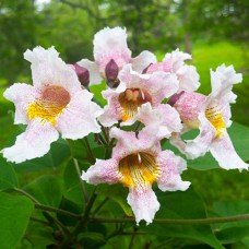 Саджанці катальпи Фаргеза - 1-річний