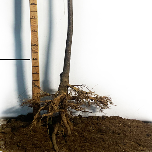 Саджанці катальпи на штамбі Нана (100-120 см) (привитий) - 2-річний