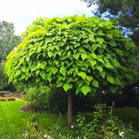 Саджанці катальпи на штамбі Нана - 180-200 см. (привитий) - 3-річний