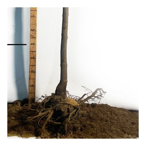 Саженцы катальпы на штамбе Нана - 180-200 см. (привитый) - 3-летний