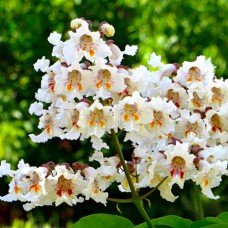 Саджанці катальпи Північна - 1-річний