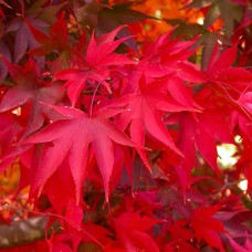 Саджанці клена Колосистий (привитий) - 2-річний