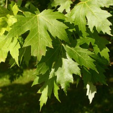 Саджанці клена Елсрік (привитий) - 2-річний