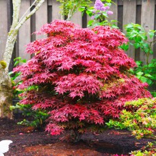 Саджанці клена Фенікс (привитий) - 2-річний