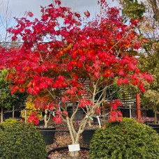 Саджанці клена Японський (привитий) - 2-річний