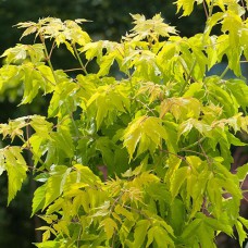 Саджанці клена Ясенелистий (привитий) - 2-річний